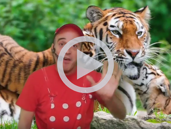 tigre ok